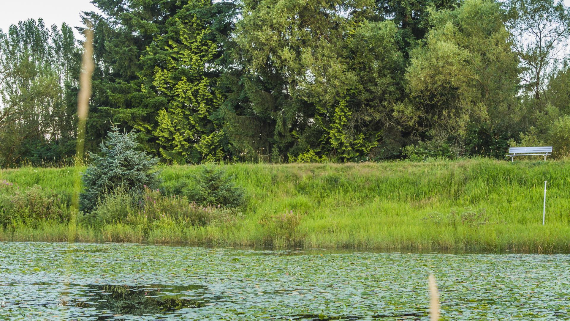 A lake full of lily pads with evergreens on the shore.